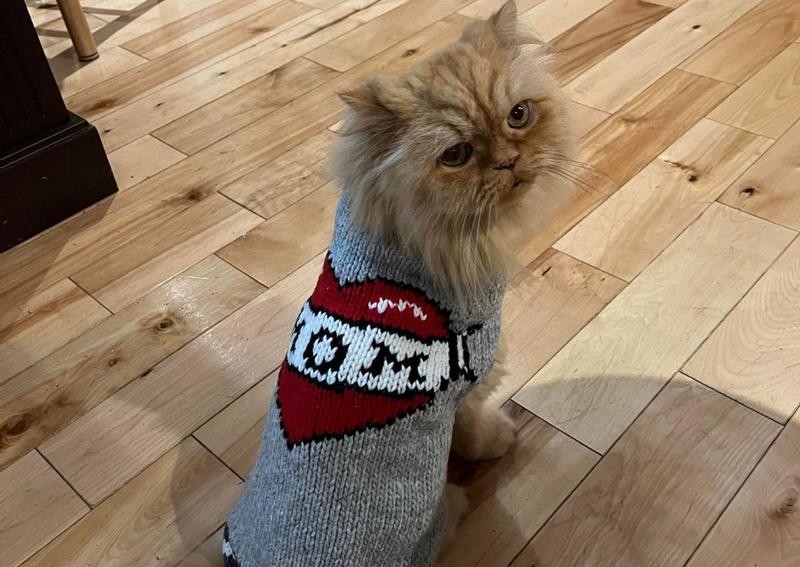Carousel Slide 4: Rupert in his sweater