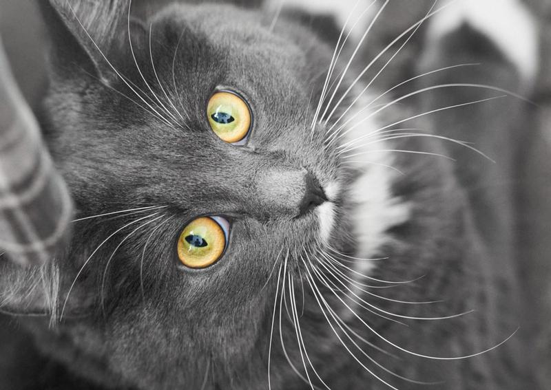 Carousel Slide 5: The most stunning kitten in the world, Sheetrock K.