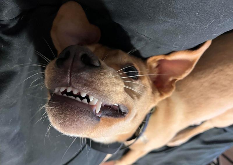 Carousel Slide 14: Happy puppy Shiloh