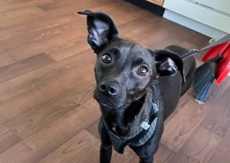 Carousel Slide 13: Ammo is always ready for treat time!
